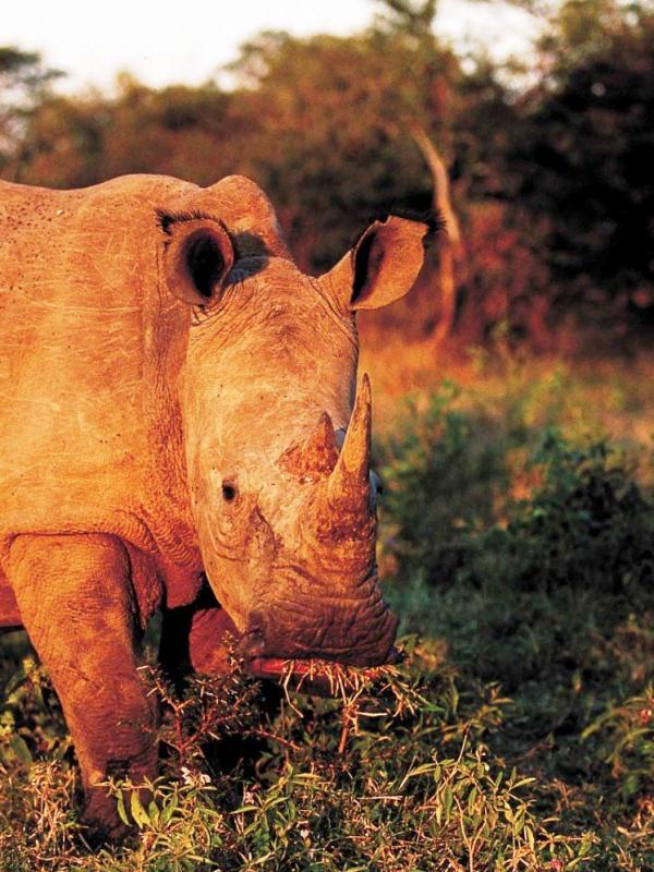 Kruger National Park, RSA